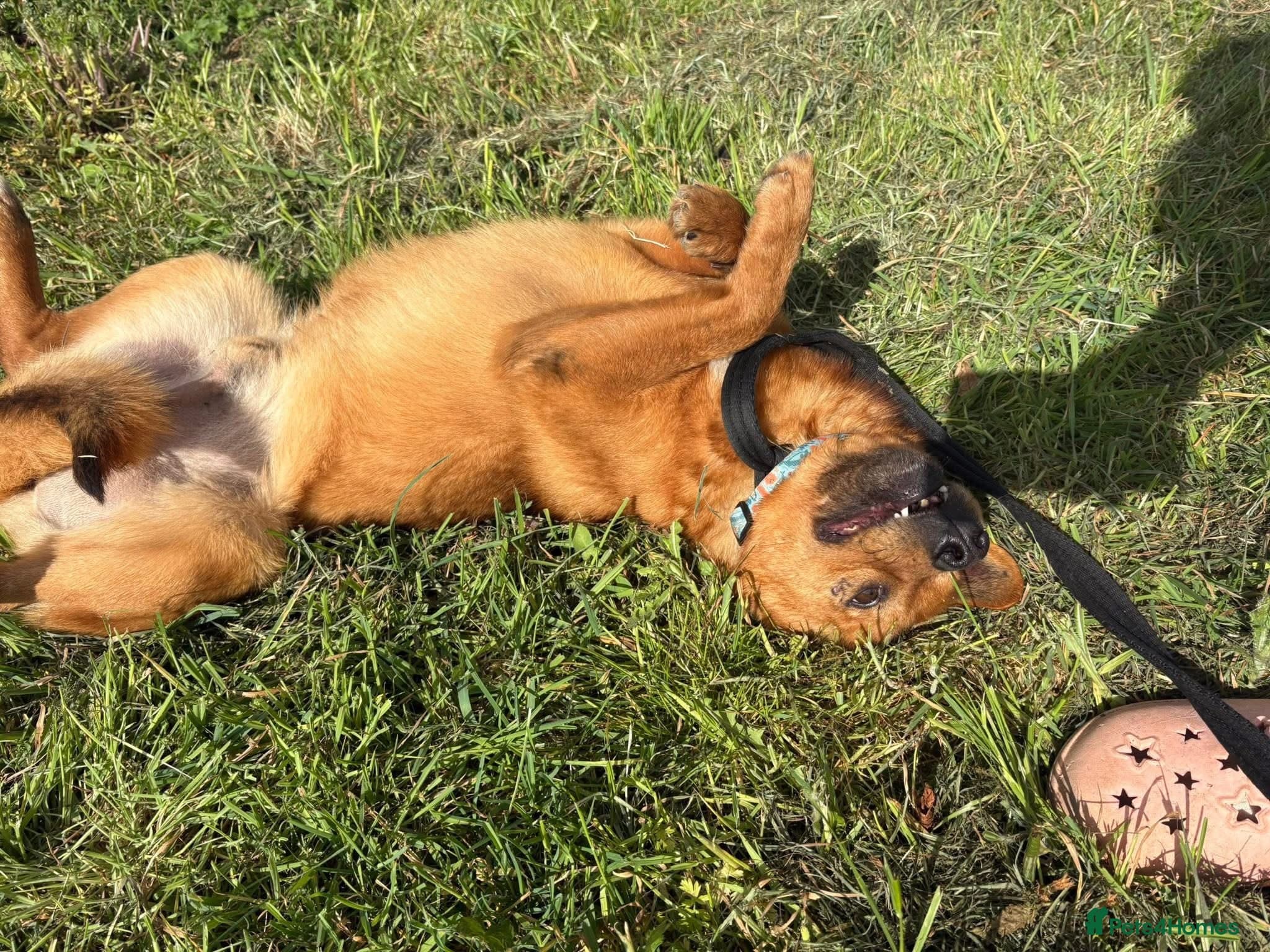 Eli - Norwich Norfolk photo 6