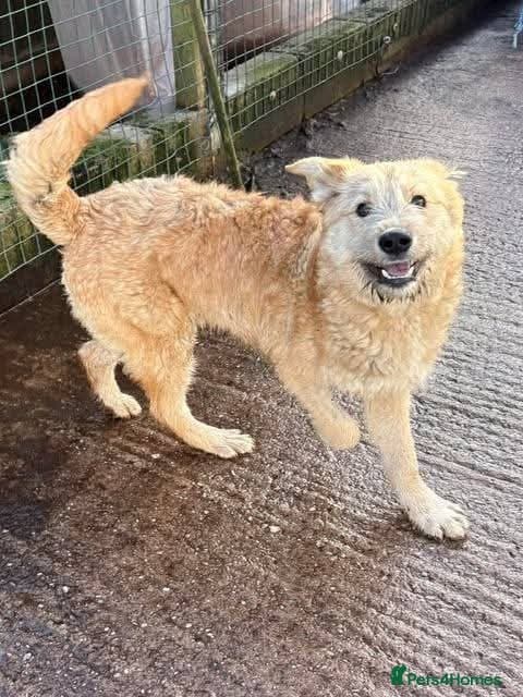 Meet Toby, currently residing in Essex photo 6