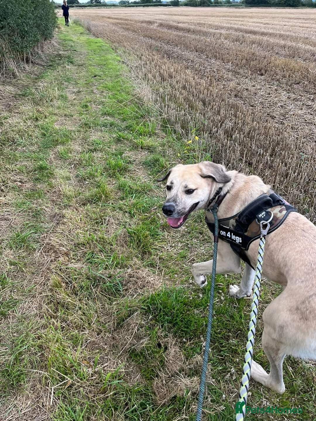 Meet Ziggy, currently residing in Cheshire photo 7