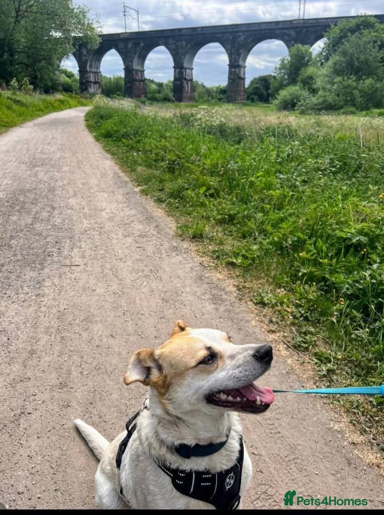 Meet Barry,currently residing in Cheshire photo 7