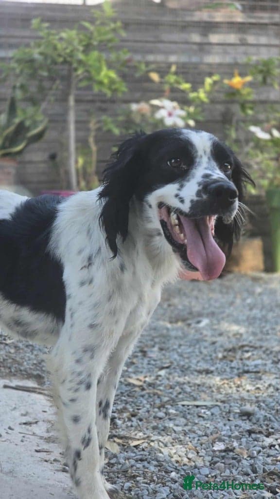 Connor our playful, happy Spaniel mix! photo 7