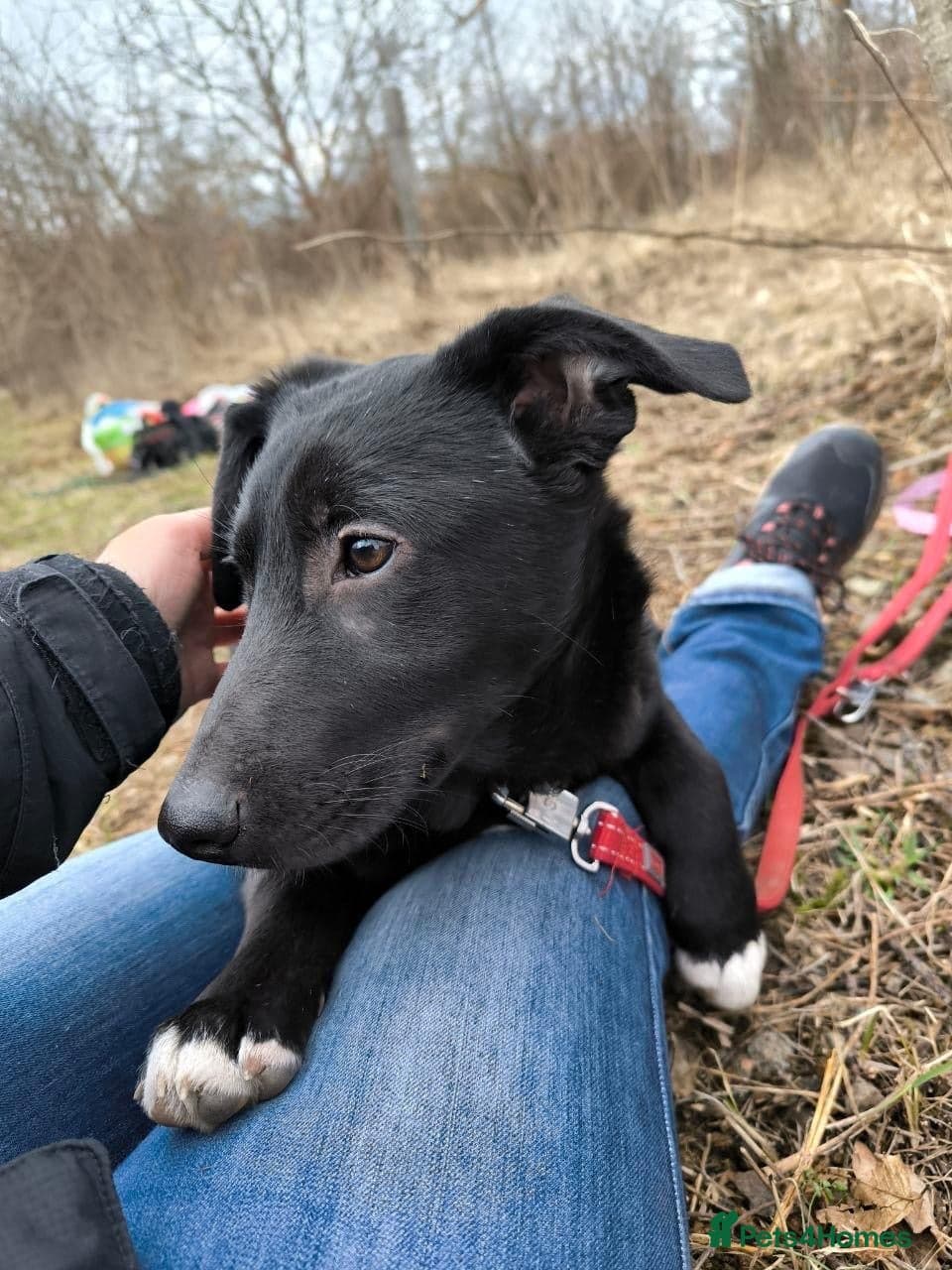 ️🐶 masha photo 13