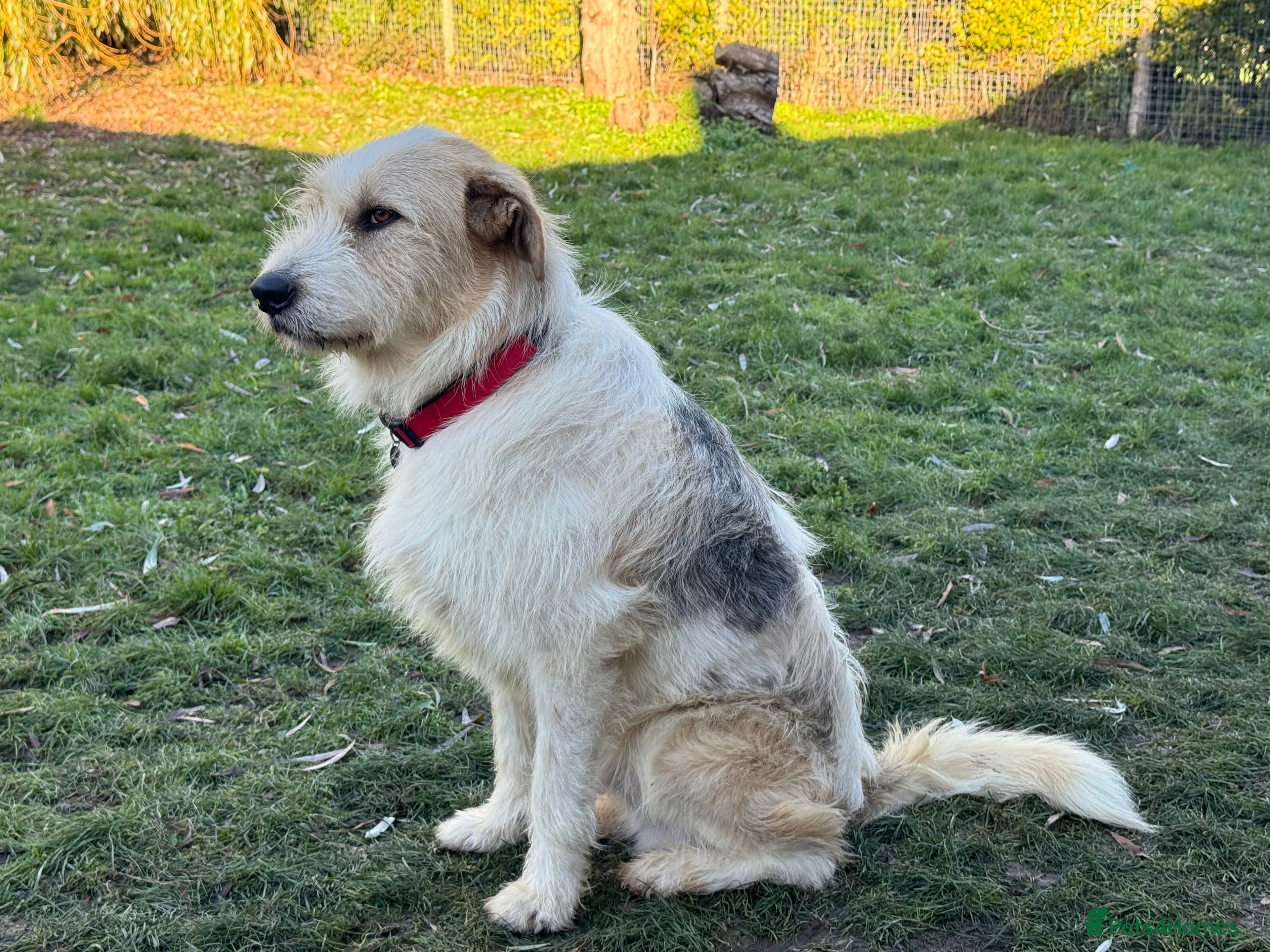 Hershey & Harley 💙 still Waiting photo 11