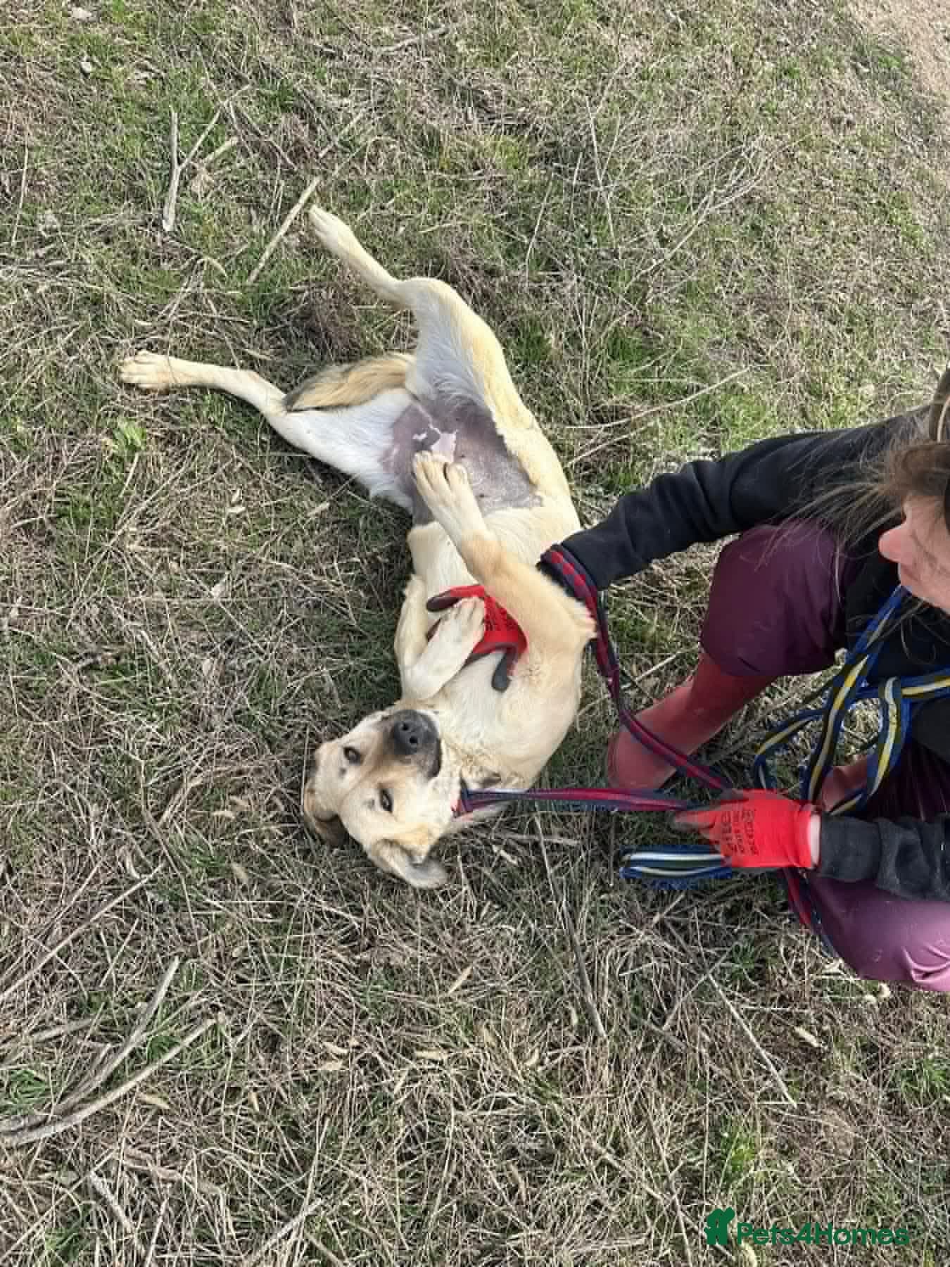 Octavia - Norwich Norfolk photo 7