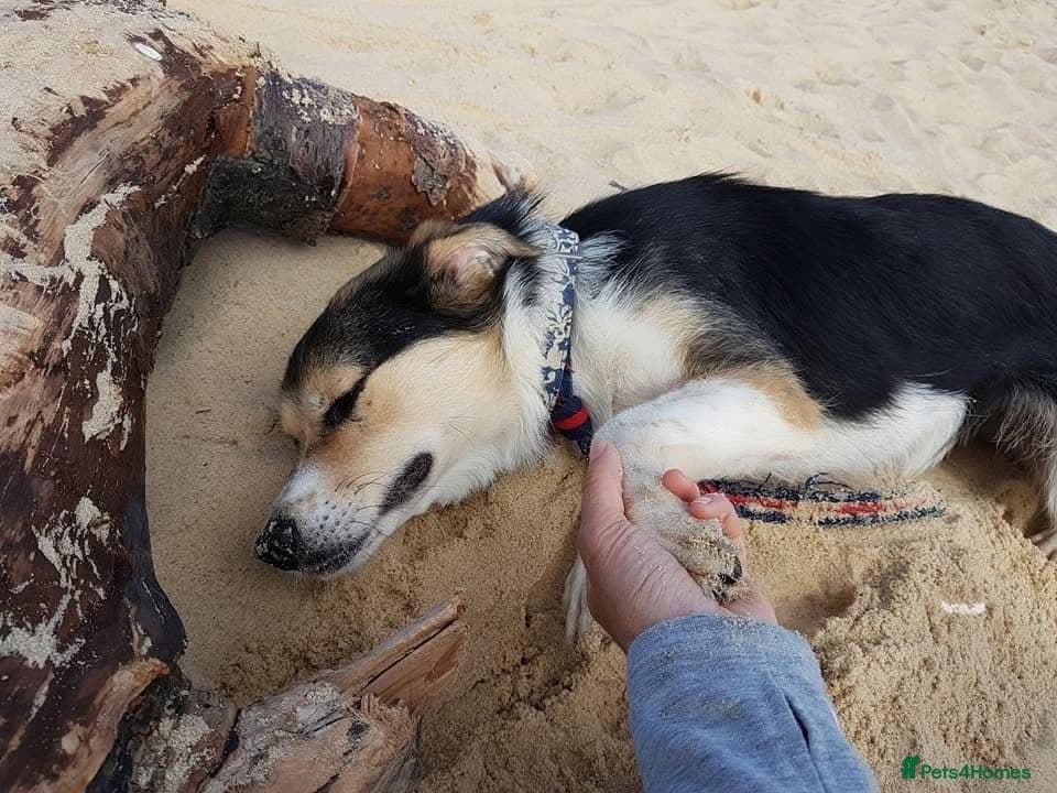 Tara - Norwich Norfolk photo 17