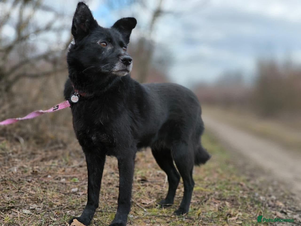 ๏ธ๐ถ tofa photo 2