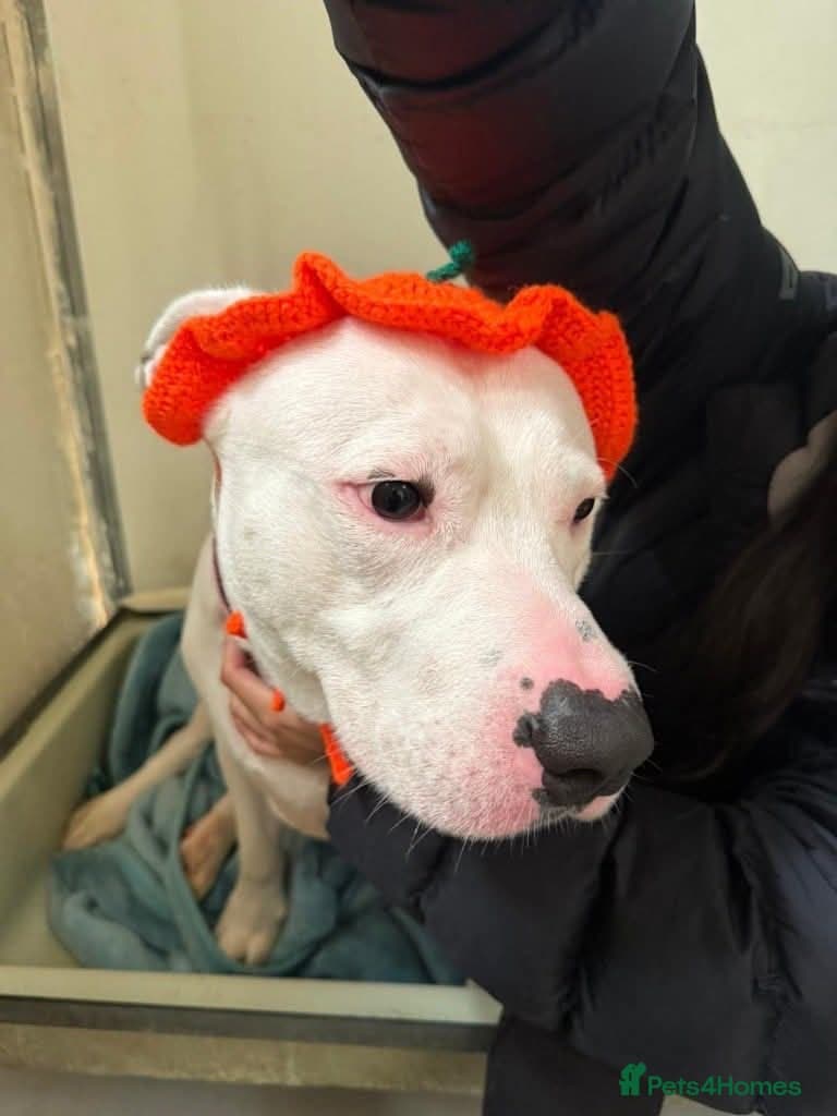 Meet Aria, currently residing in Ormskirk photo 14