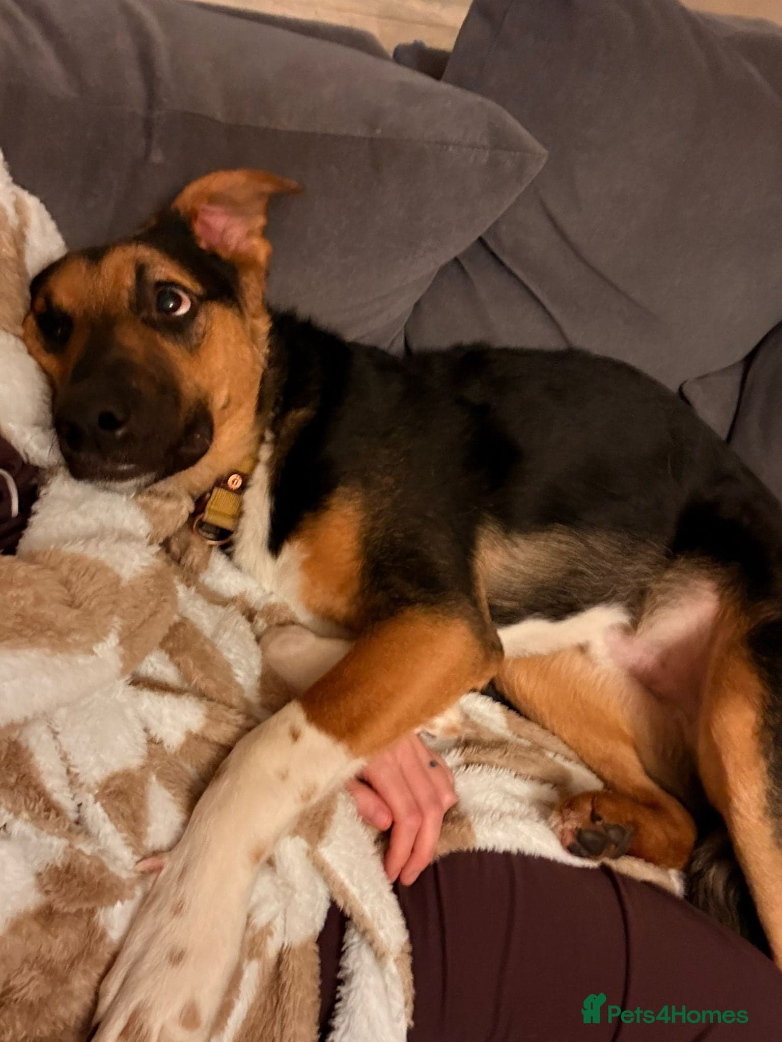 LOOK AT HIM:💙BRUNO💙Someone's best ever friend photo 12