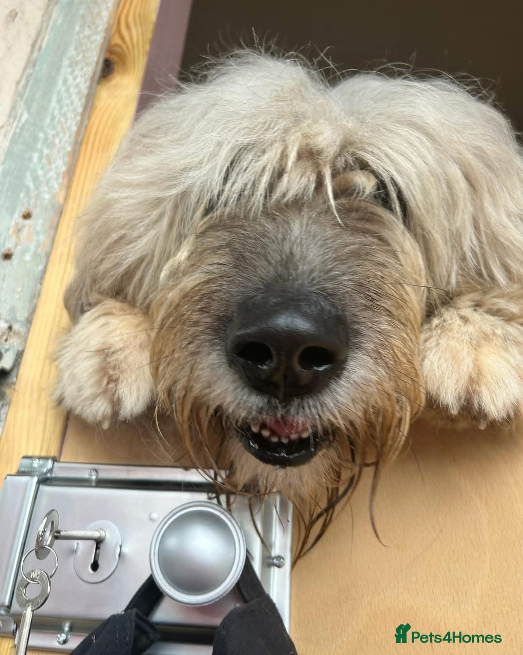 Oscar - our bear boy💚 photo 7