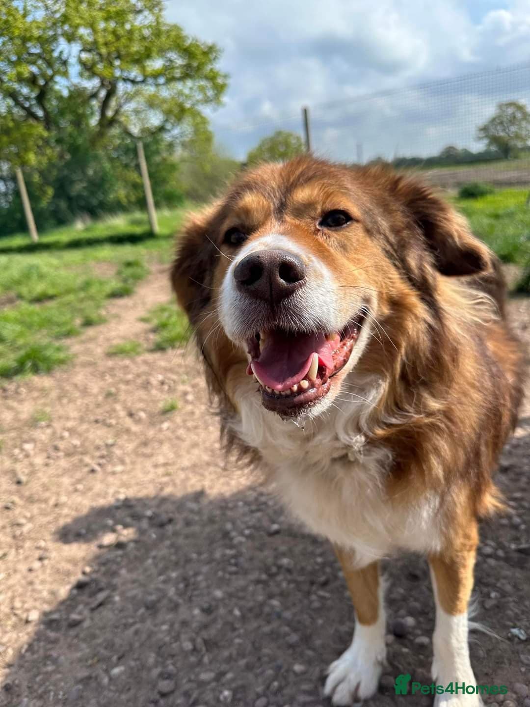 Meet Pongo, currently residing in Cheshire photo 15