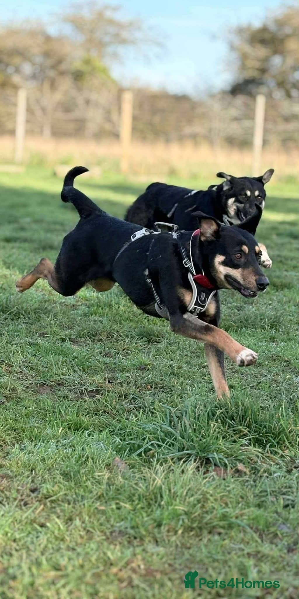 Meet Puffin currently residing in Essex photo 4