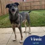Meet vinnie,, currently residing in Cheshire photo 2
