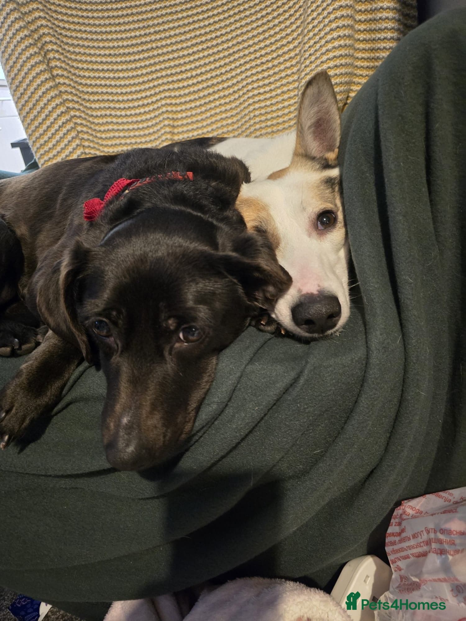 ️🐶 bela photo 11