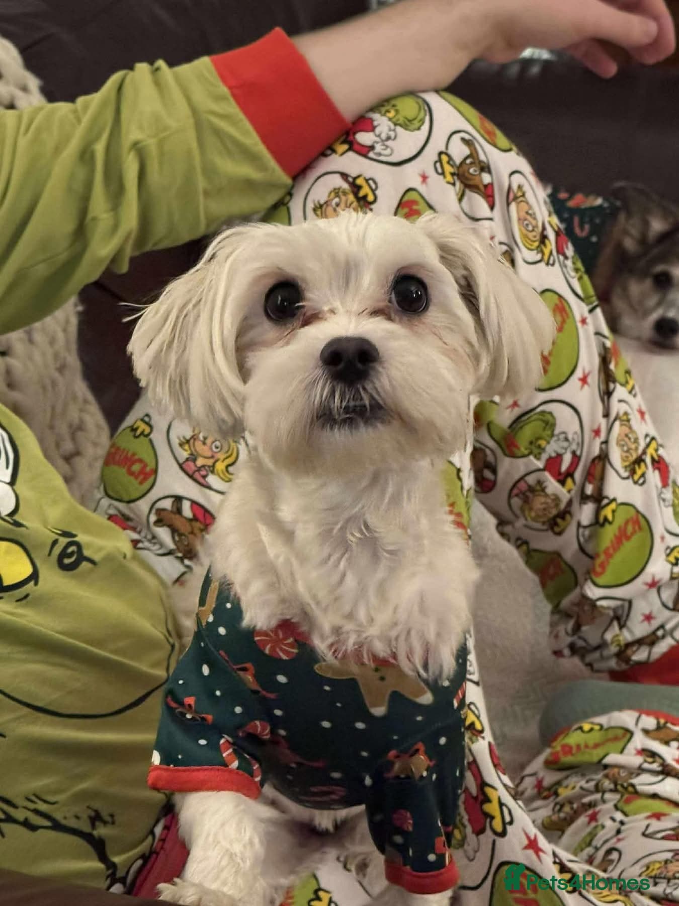 Ruby - Hingham Norfolk photo 3