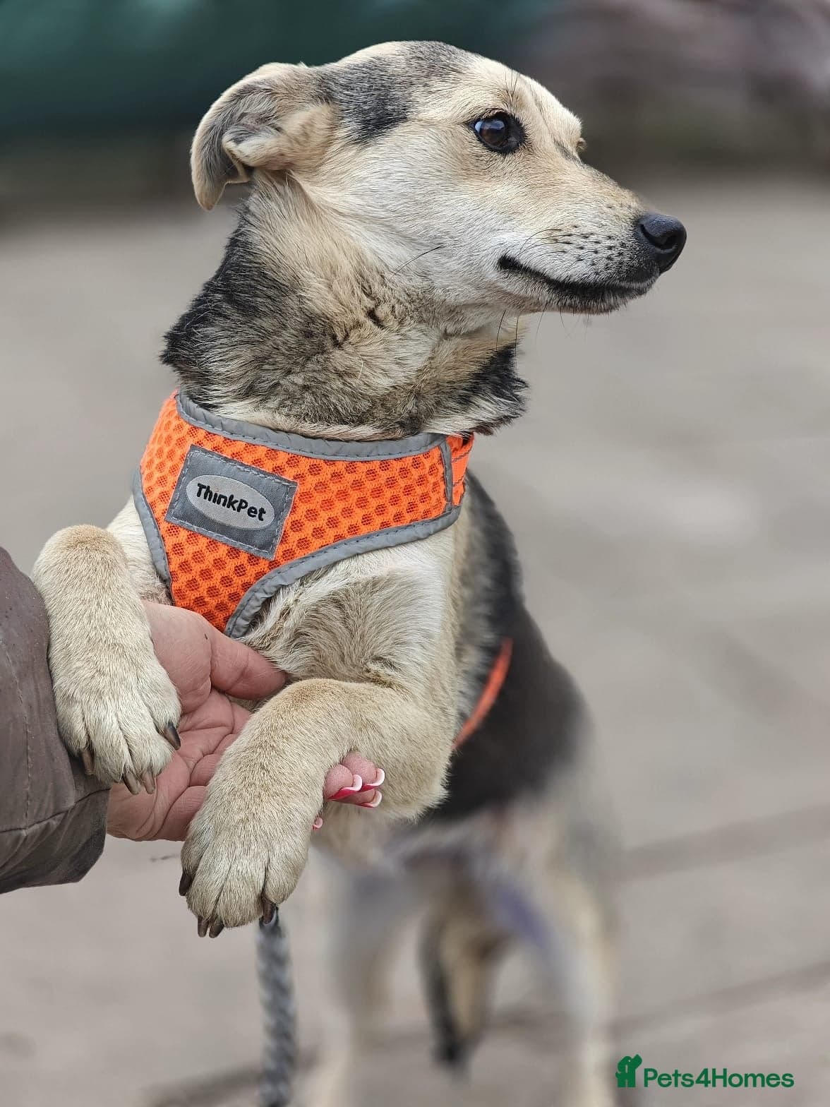 ️🐶 maree photo 11