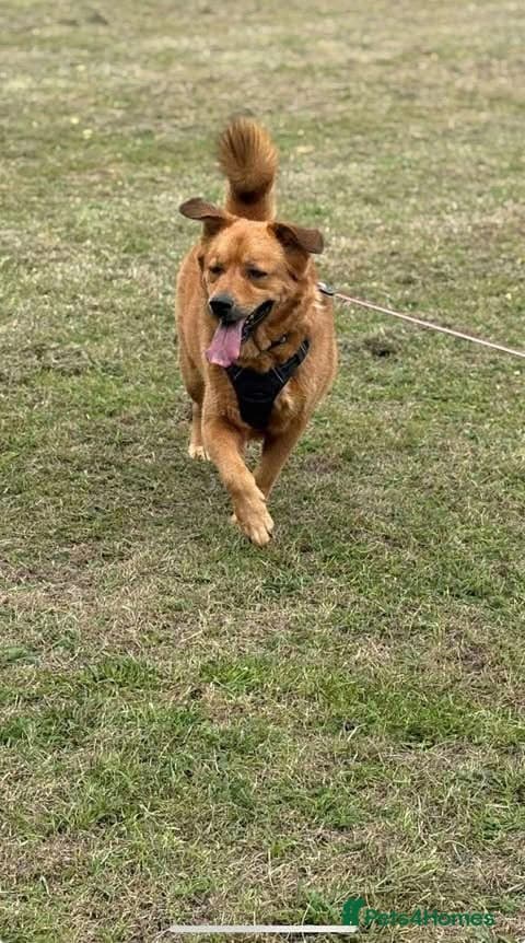 Rescue boy Mason photo 5