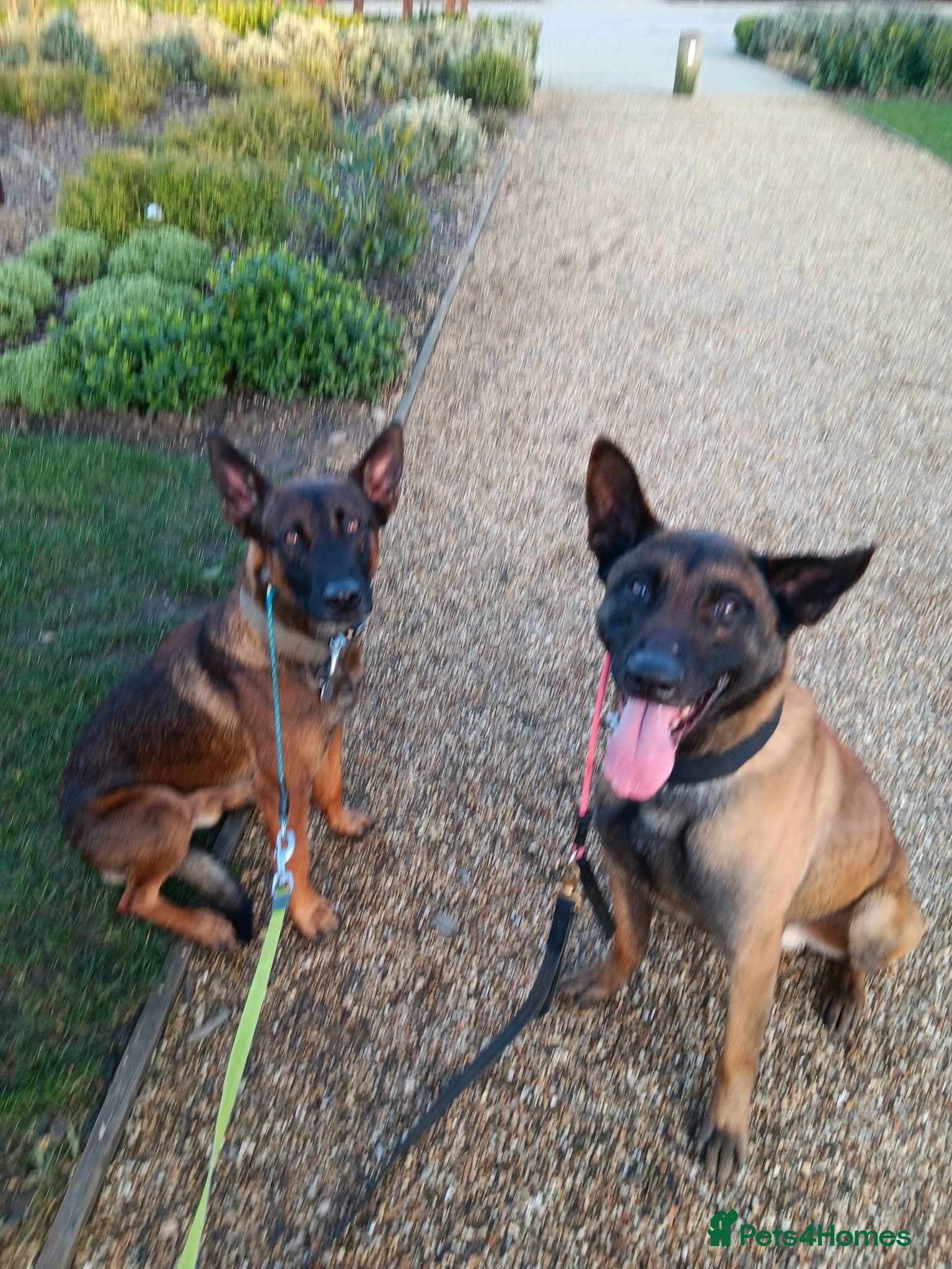 JAKE - Malinois photo 4