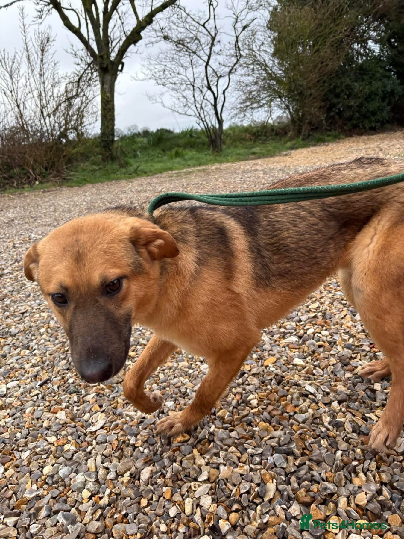 Dylan - Norwich Norfolk photo 8