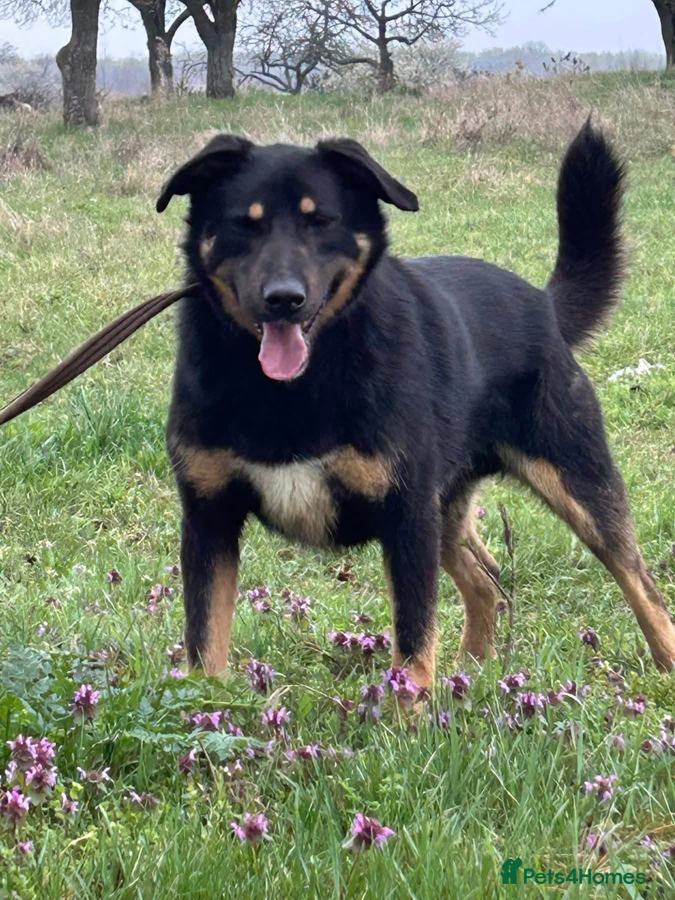 Romeo - Norwich Norfolk photo 4