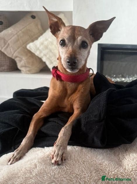 Our little pensioner — Miniature Pinscher