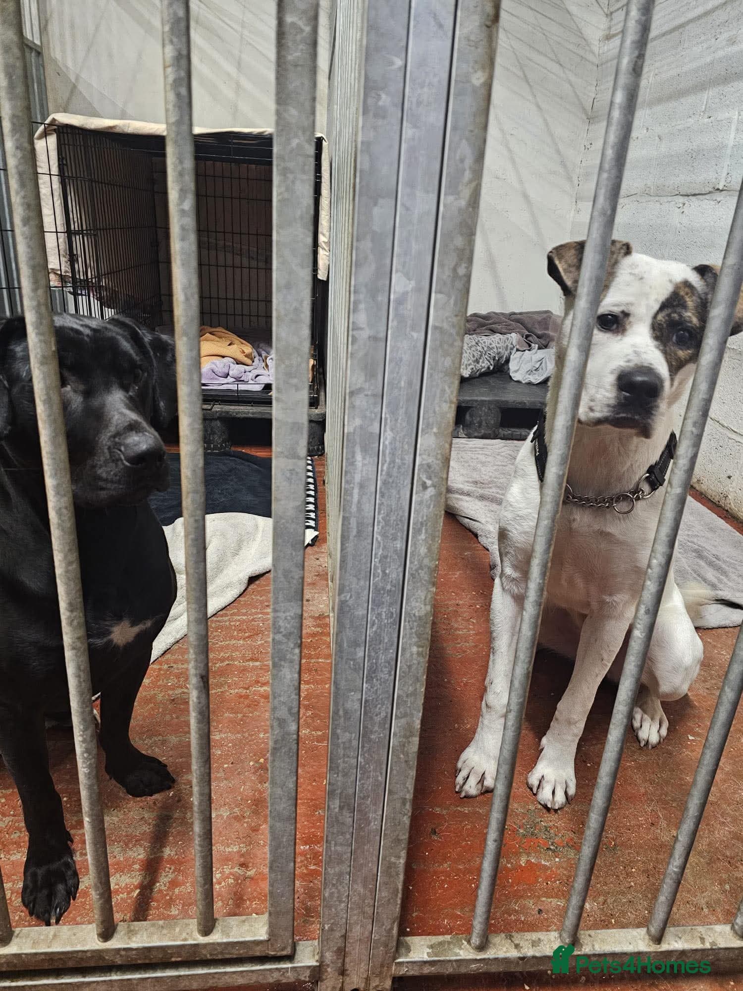 Teddy — Mixed Breed