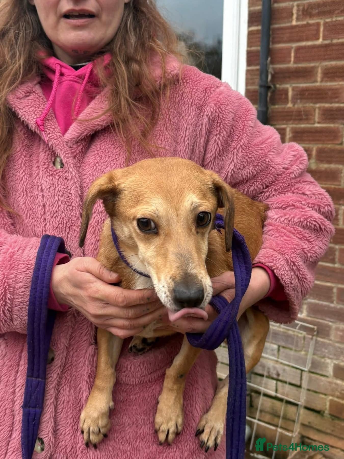 Mavis - Norwich Norfolk photo 3