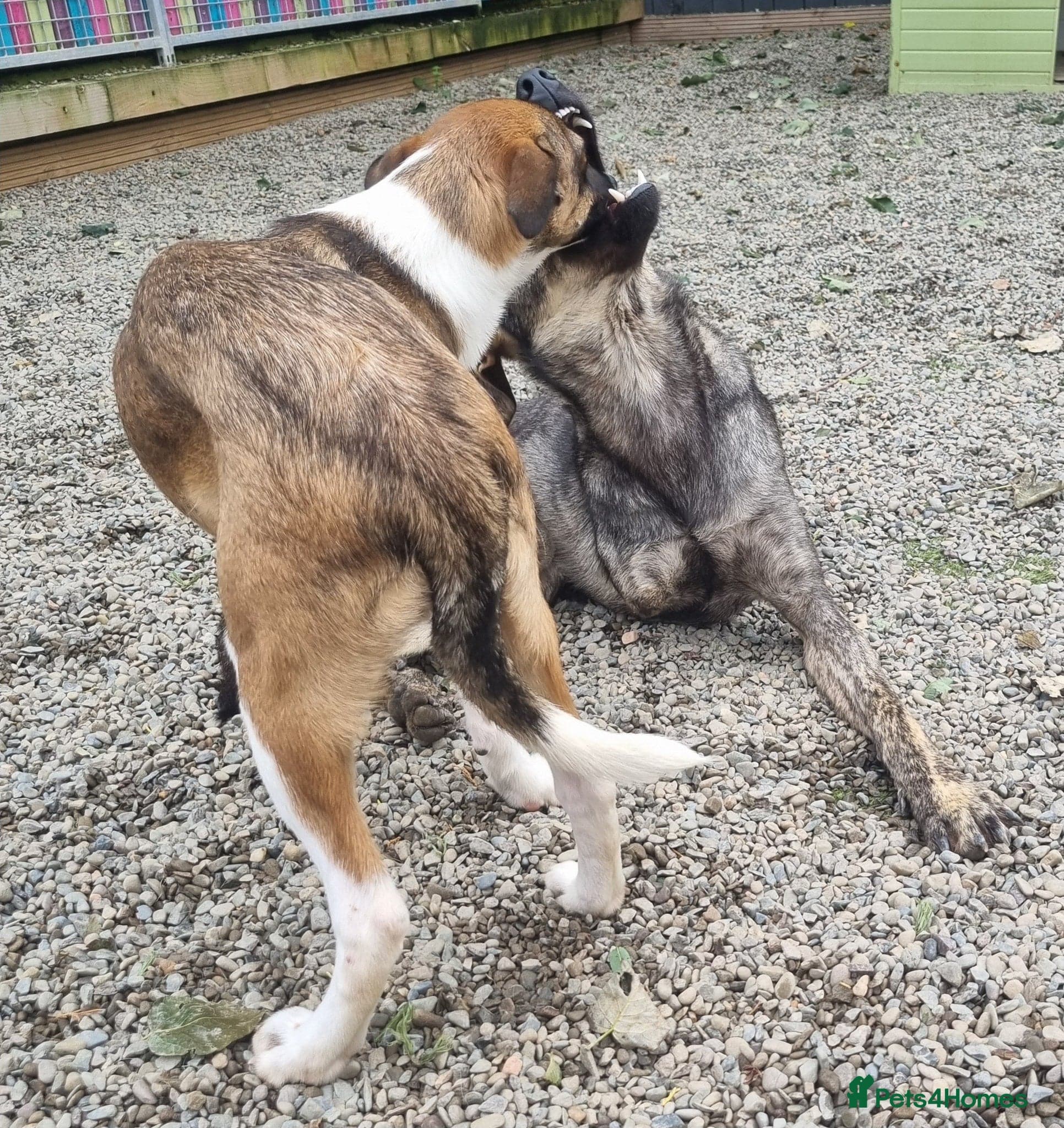 Ronnie - In Ayr photo 4