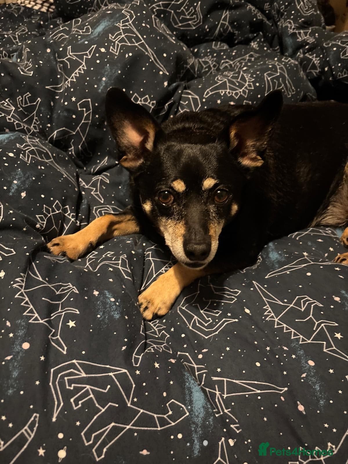 Flash — Mixed Breed