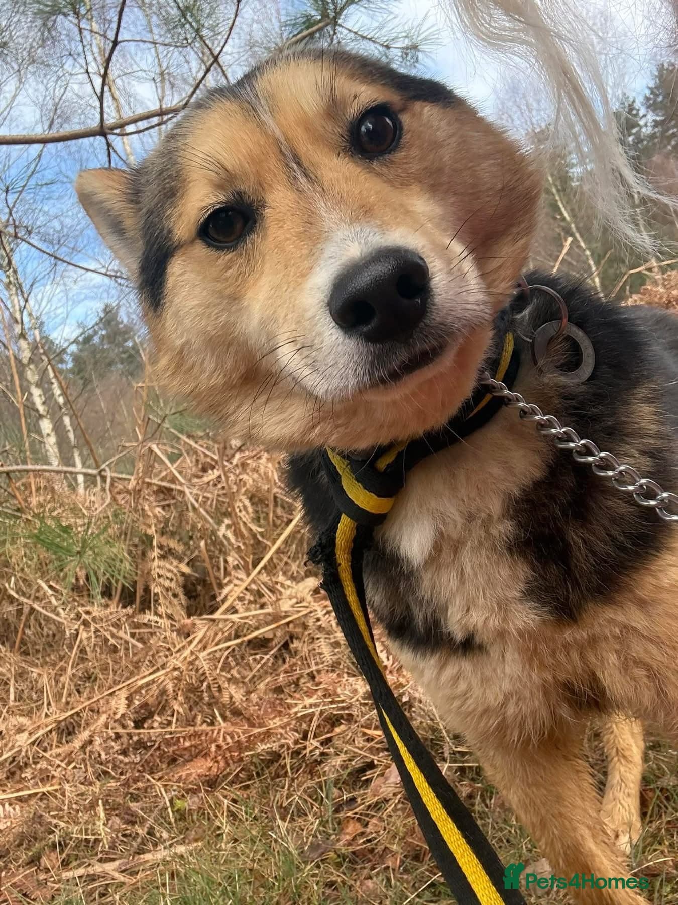 Bowie - Norwich Norfolk photo 11