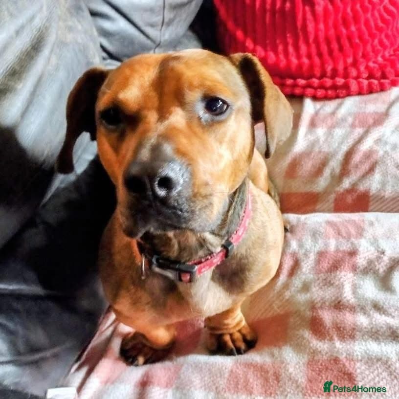 Rescue boy Noodle photo 3