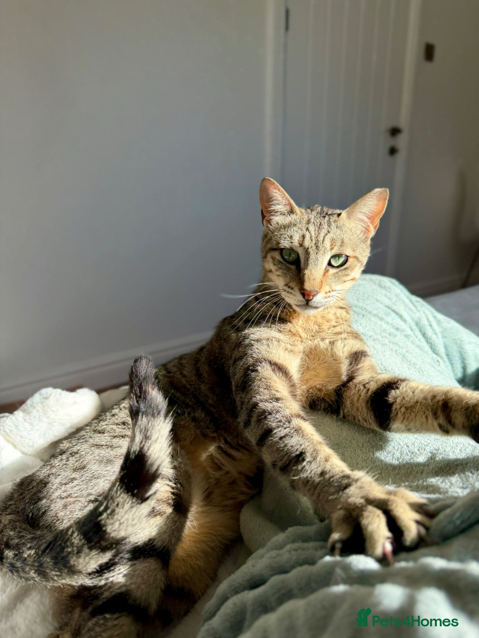 Hera ♥️ (House Cat) photo 5