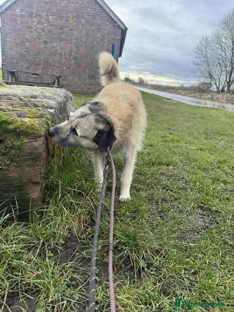 Meet Sage, currently residing in Cheshire photo 4