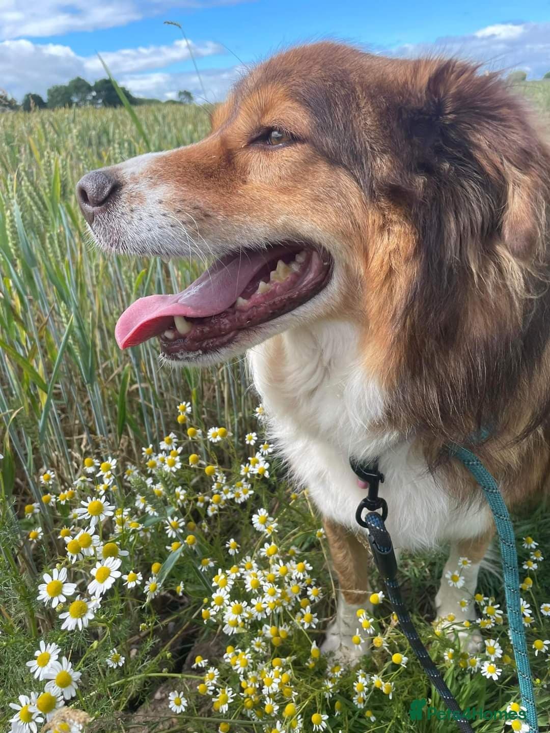 Meet Pongo, currently residing in Cheshire photo 8