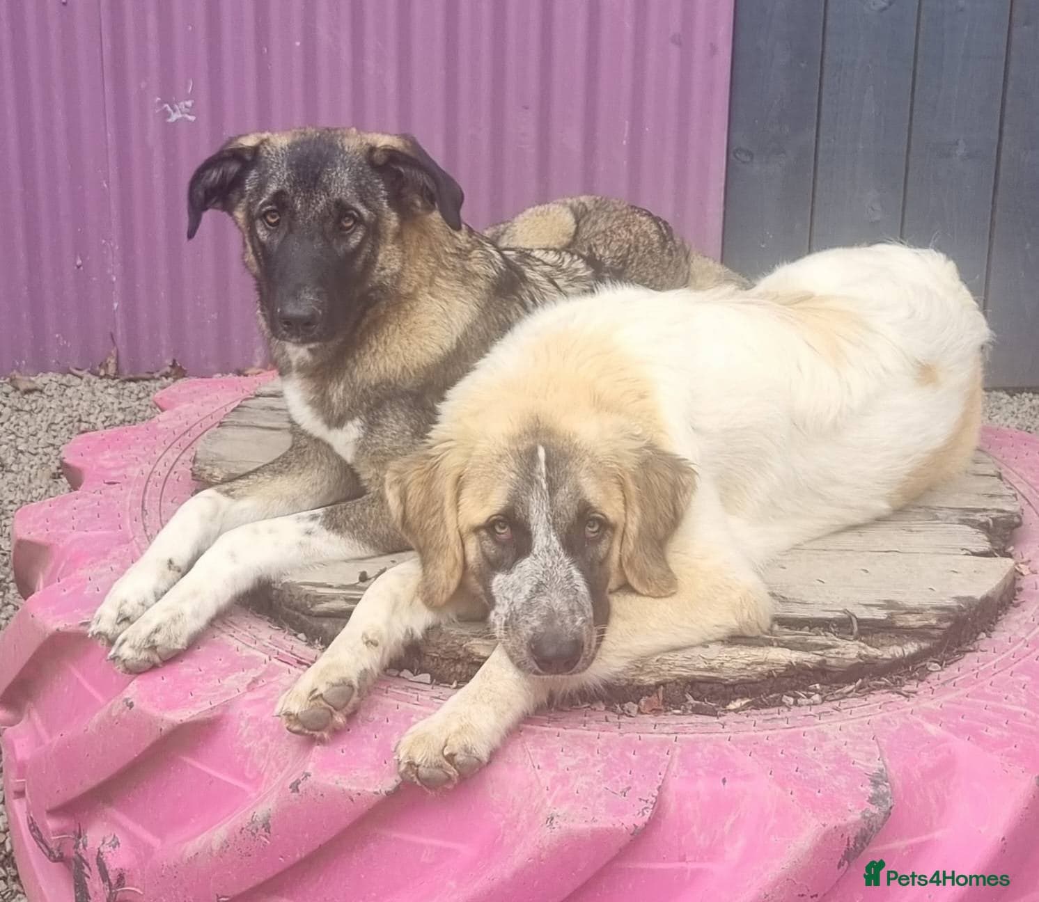 Skye - In Ayr photo 14