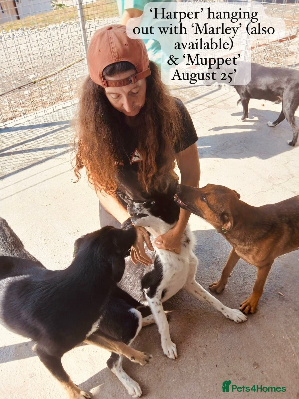 Harper, 2 yrs old approx. photo 10