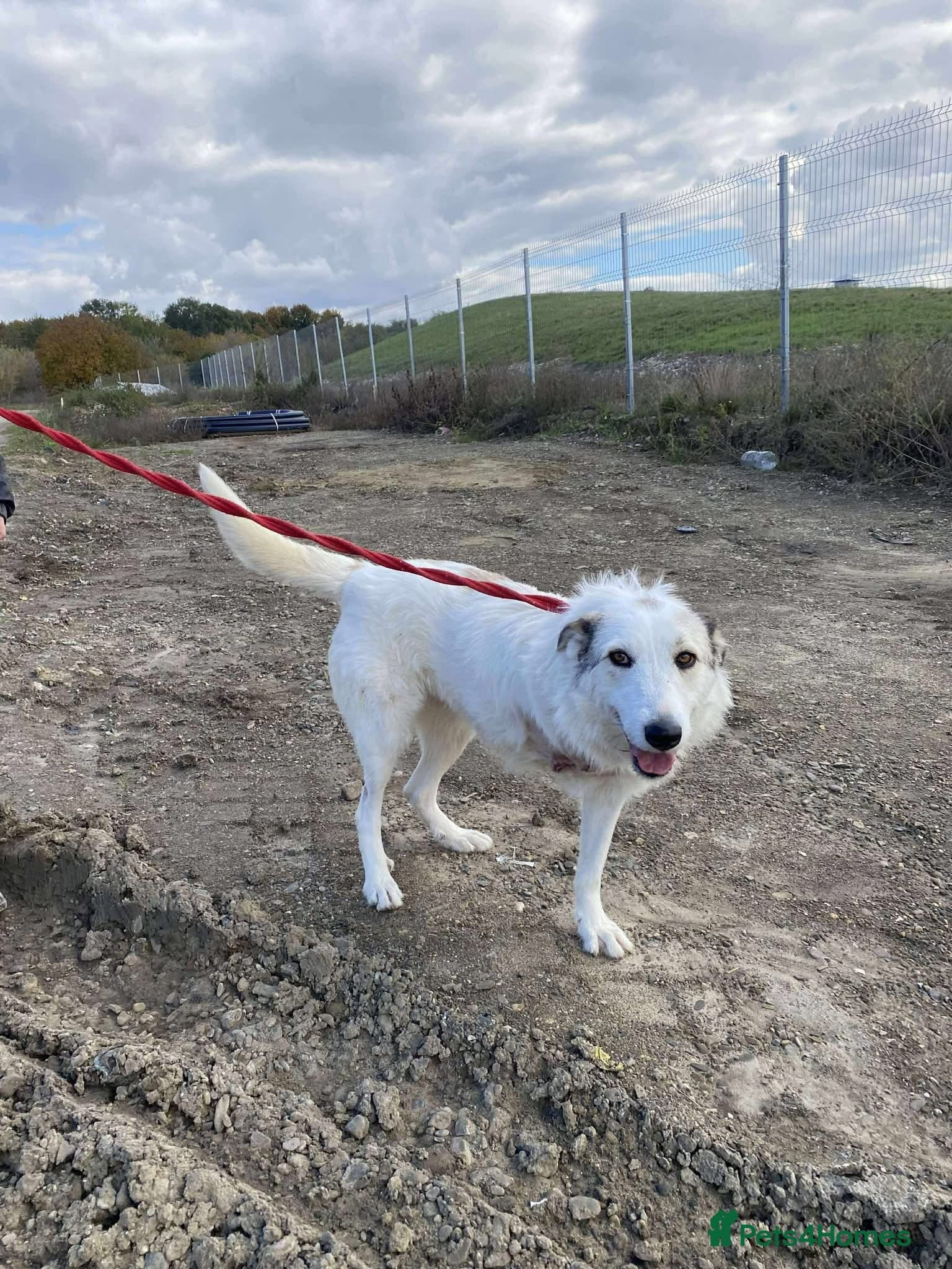 Elena - Marlborough Wiltshire photo 4