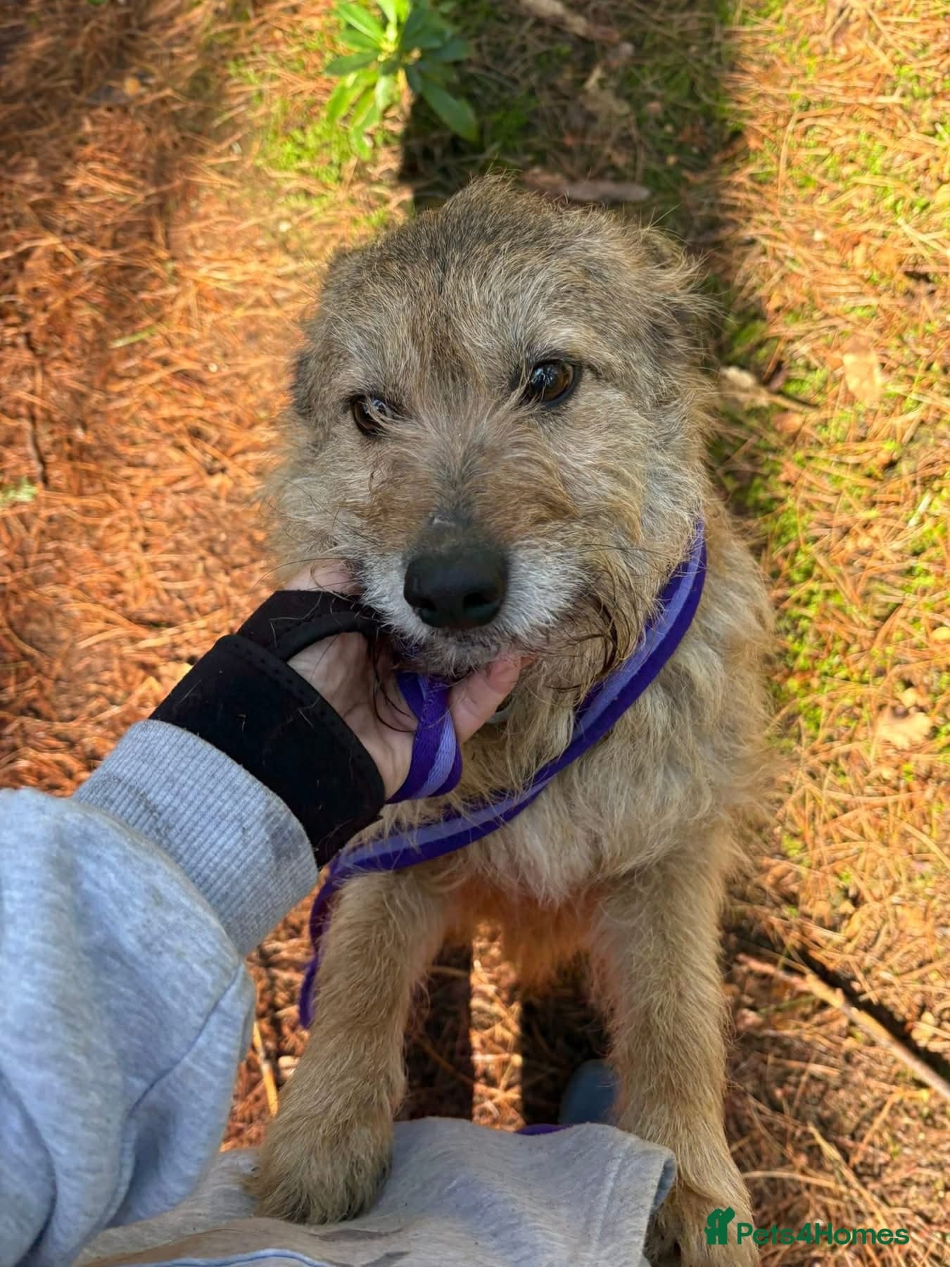 Jack - Watton Norfolk photo 2