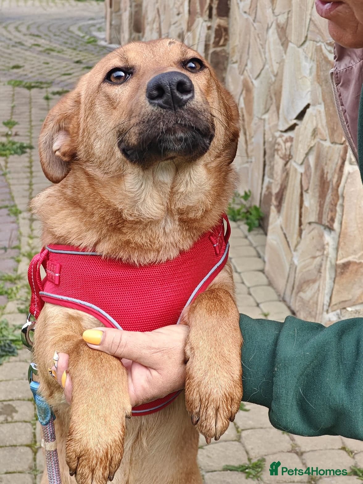 ️🐶 yara photo 20