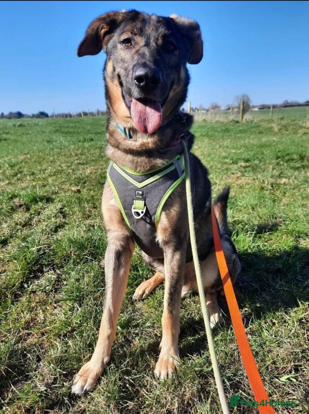 Meet Ozzy, currently residing in Cheshire photo 4