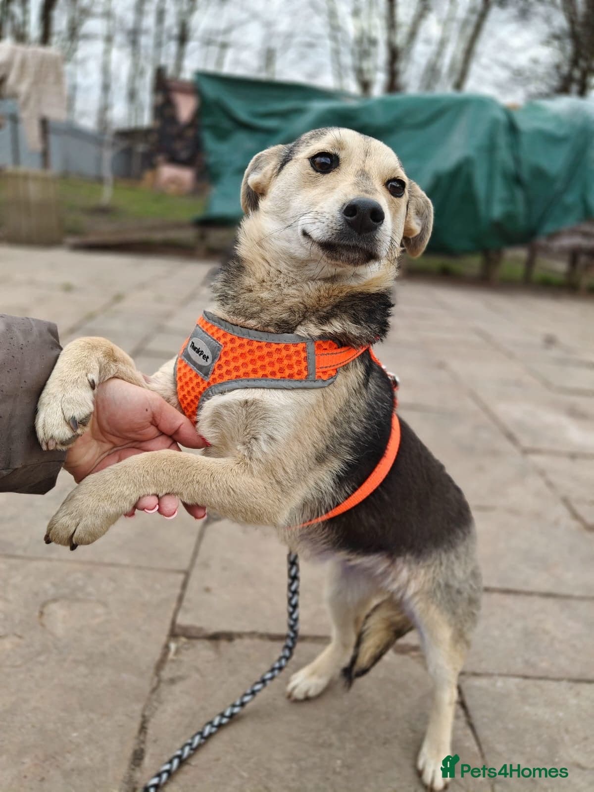 ️🐶 maree photo 13