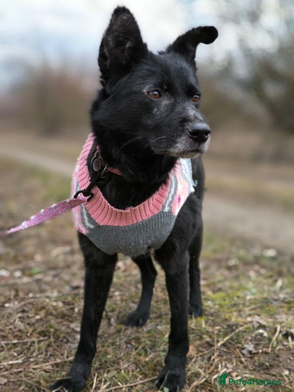 ๏ธ๐ถ tofa photo 19