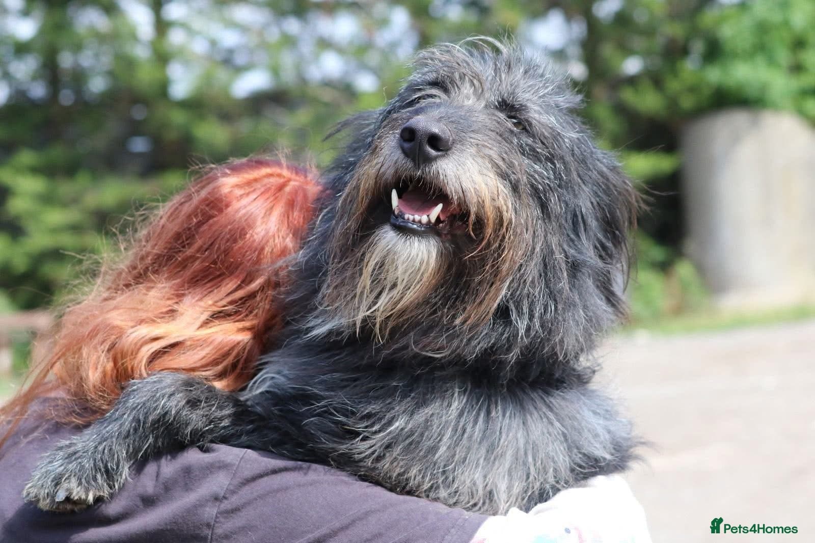 Herbie 💚 Female-only home needed! photo 7