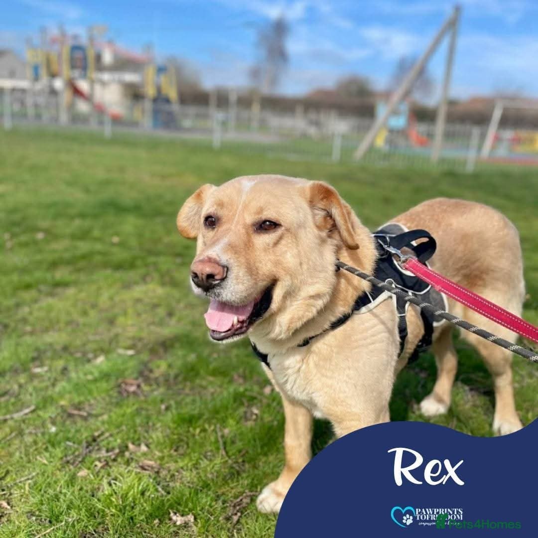 Meet Rex, currently residing in Essex photo 2