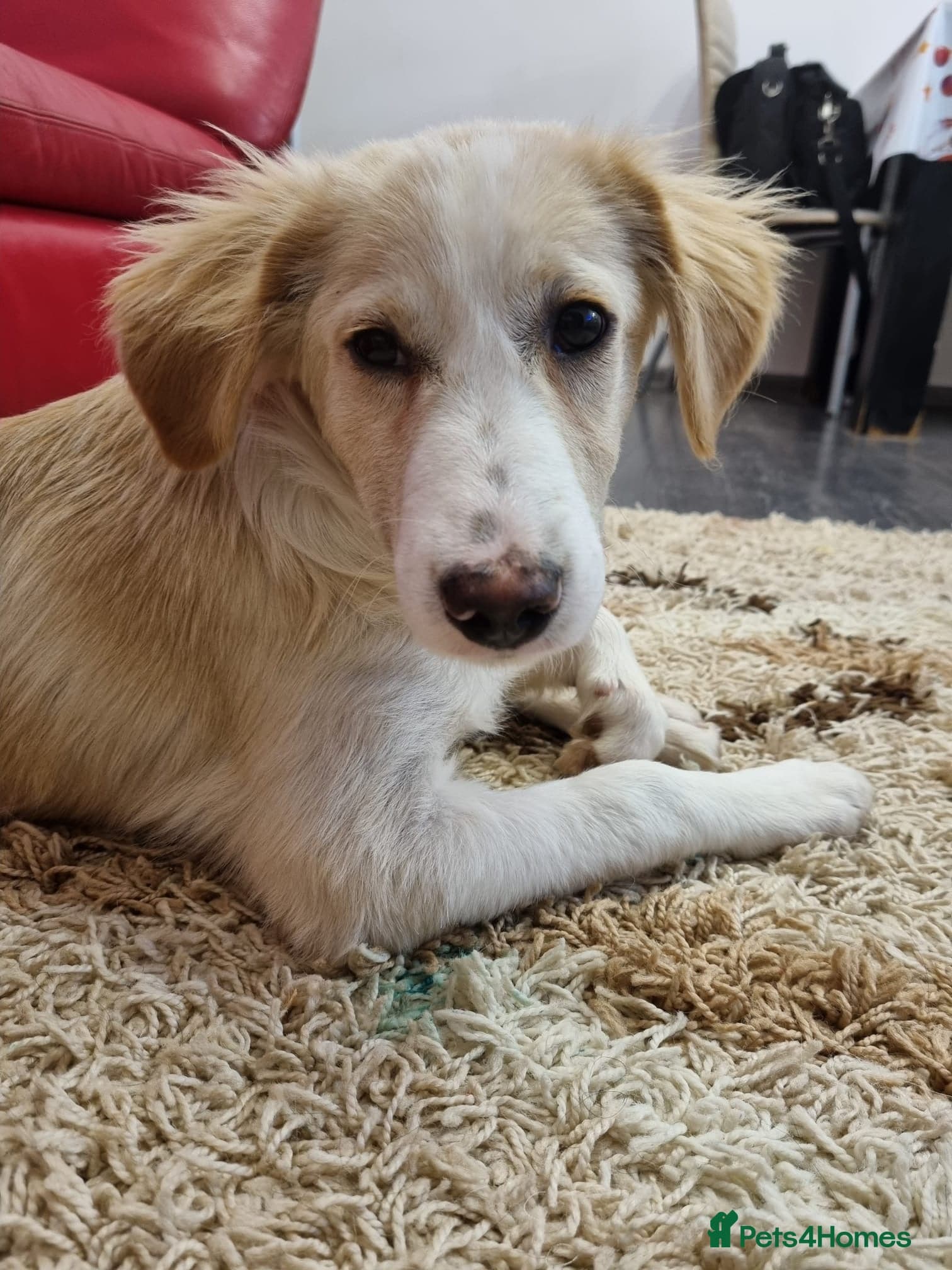 Sweet Little OLAF photo 10