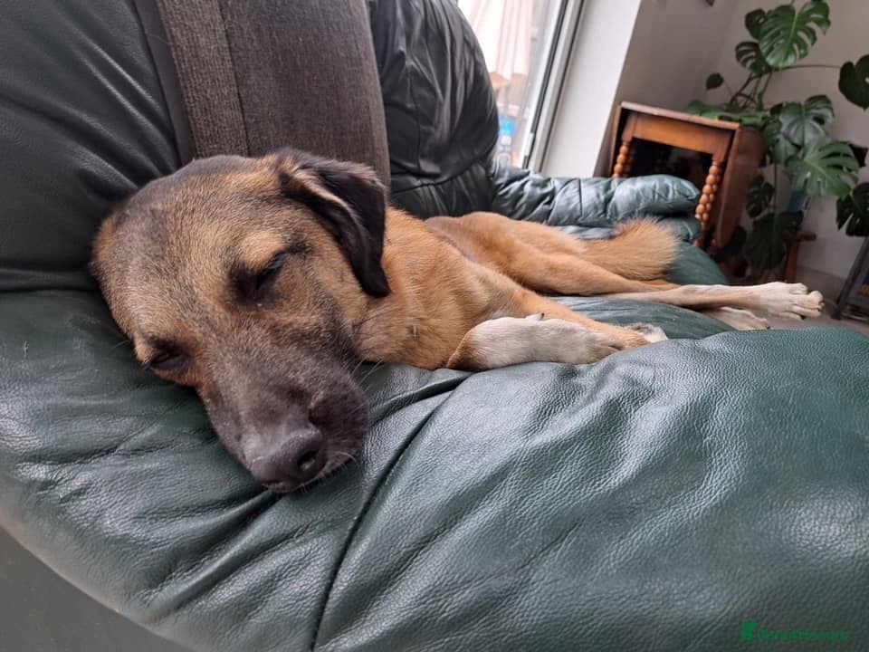 Levi - Norwich Norfolk photo 21