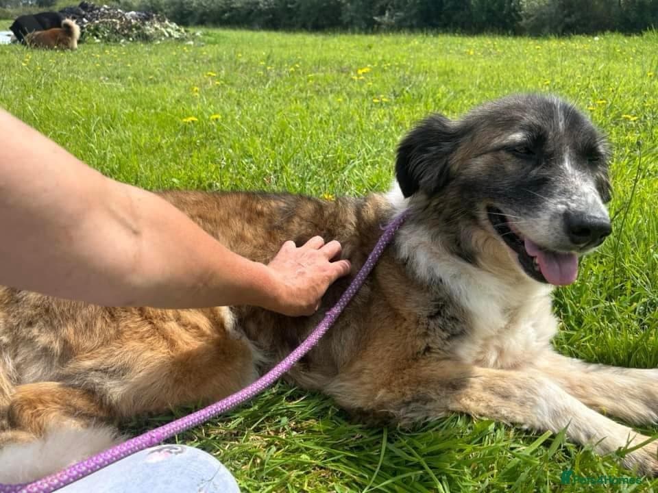 Hilda - Norwich Norfolk photo 9