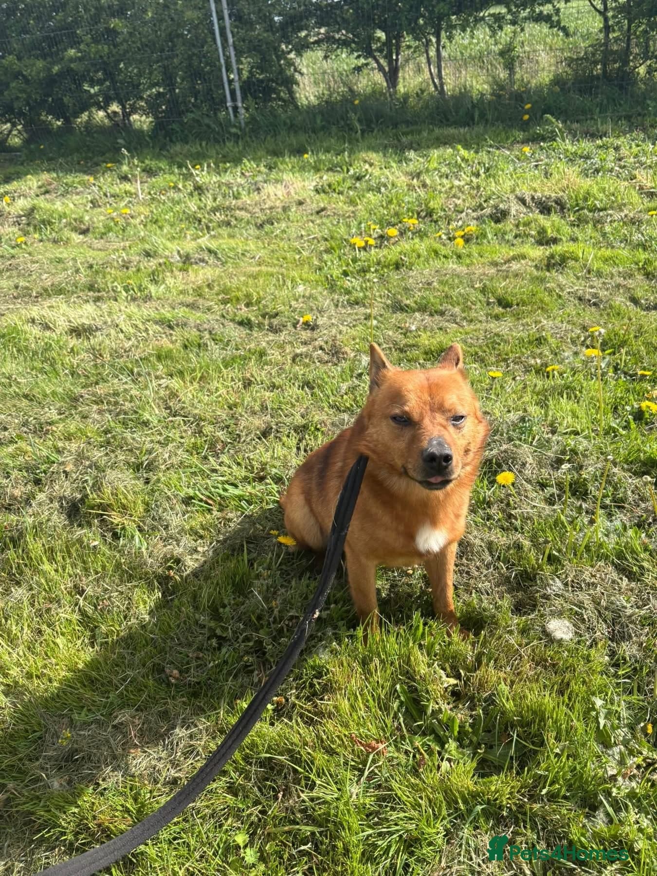 Eli - Norwich Norfolk photo 8