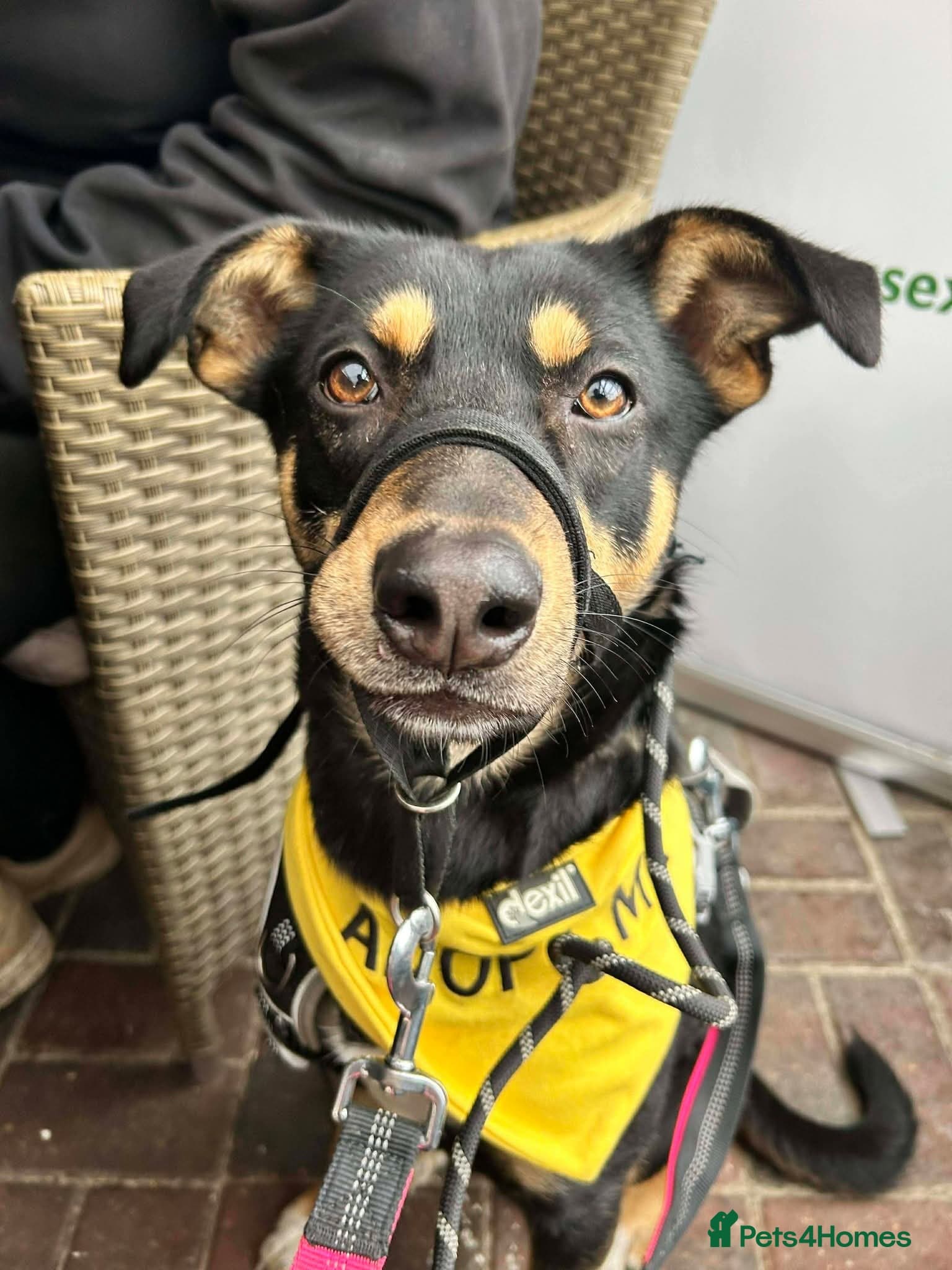 Meet Puffin currently residing in Essex photo 9