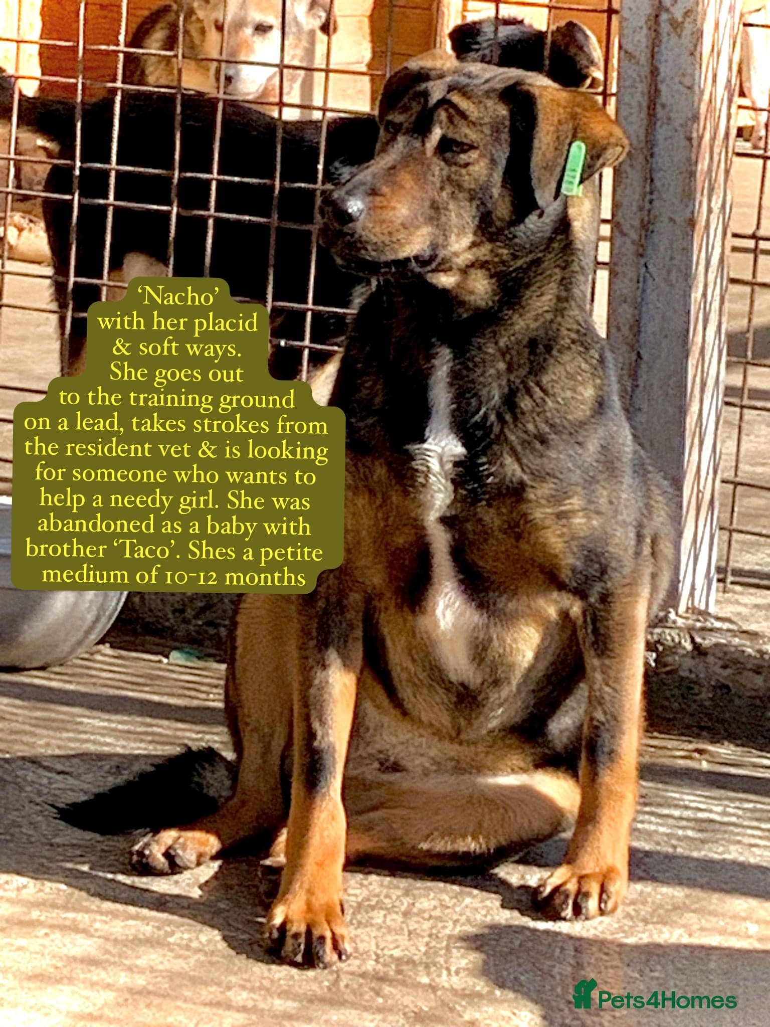 Nacho, 10-12 months old. photo 12