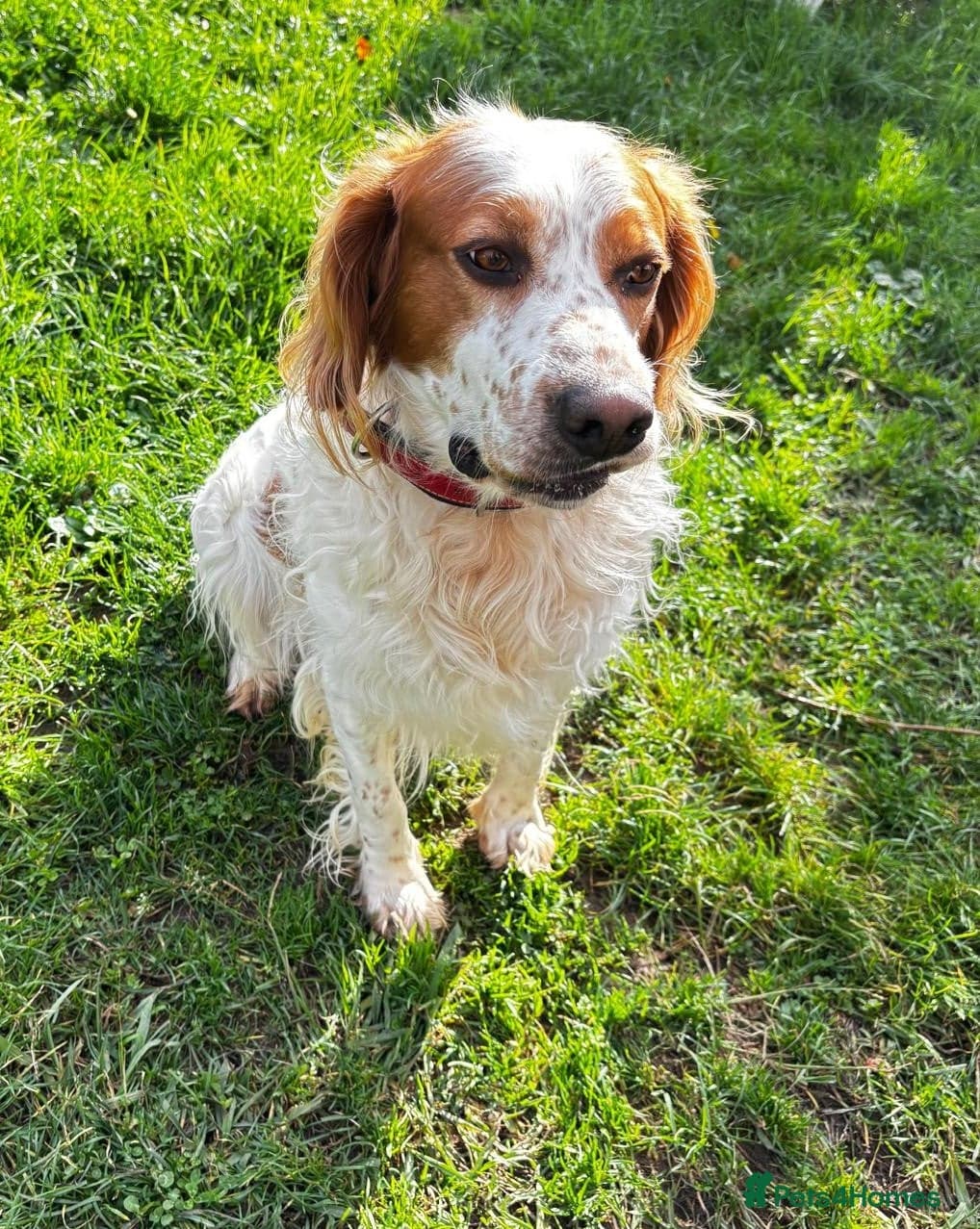 Ronnie, 3-year old Brittany male — Brittany Spaniel
